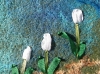 Tulipes 1