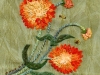 zinnias