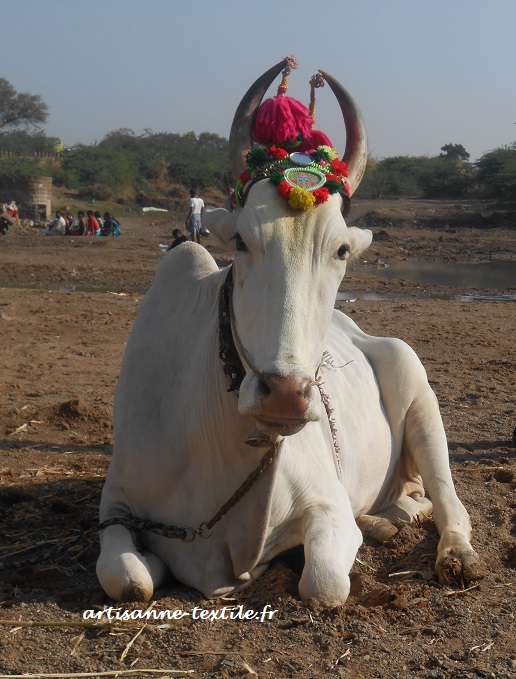 vache sacrée et pomponnée