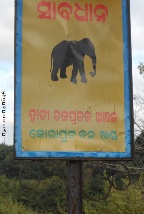 attention elephant