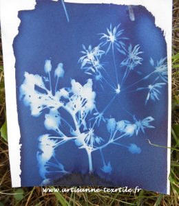 cyanotype des fleurs saison 2016