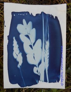 cyanotype ou impression bleue