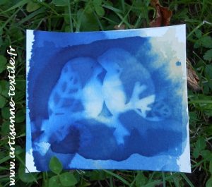 2 cyanotypes l'un sur l'autre