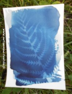 La fougère bleue: cyanotype