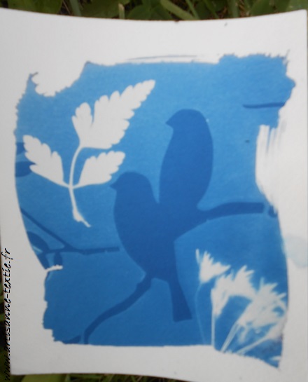 cyanotype papier 5