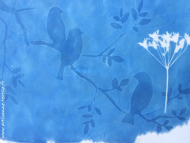 cyanotype des oiseaux