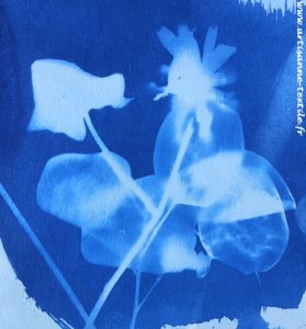 cyanotype des monnaies du pape