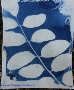 cyanotype acacia