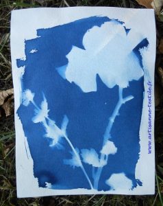 cyanotype avec végétaux