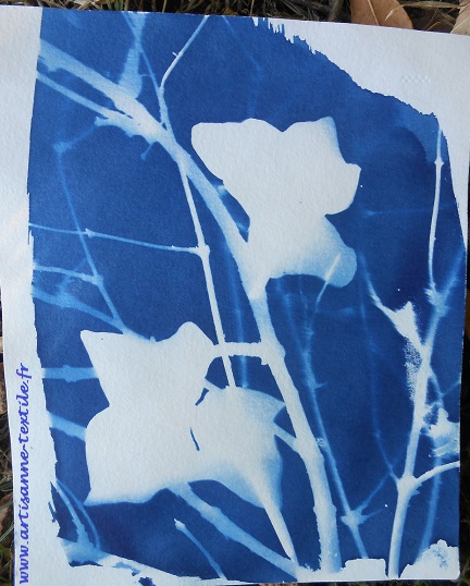 cyanotypes branchages