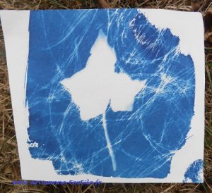 cyanotype de la feuille de lierre