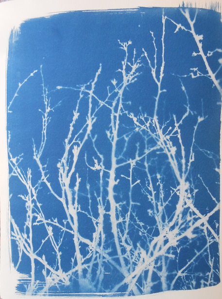 cyanotype de l'arbre 2