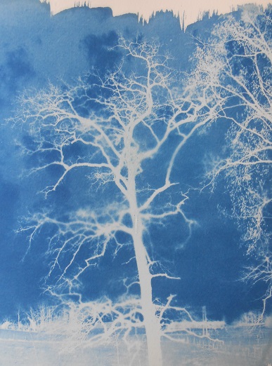cyanotype d'un arbre 1