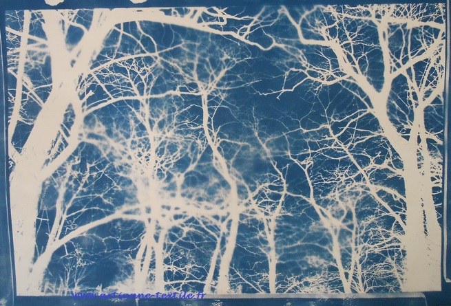 cyanotype: les arbres