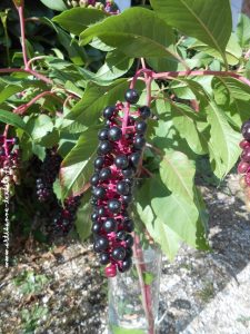 teinture: le phytolacca decandra