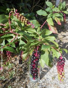 Teinture: le phytolaque