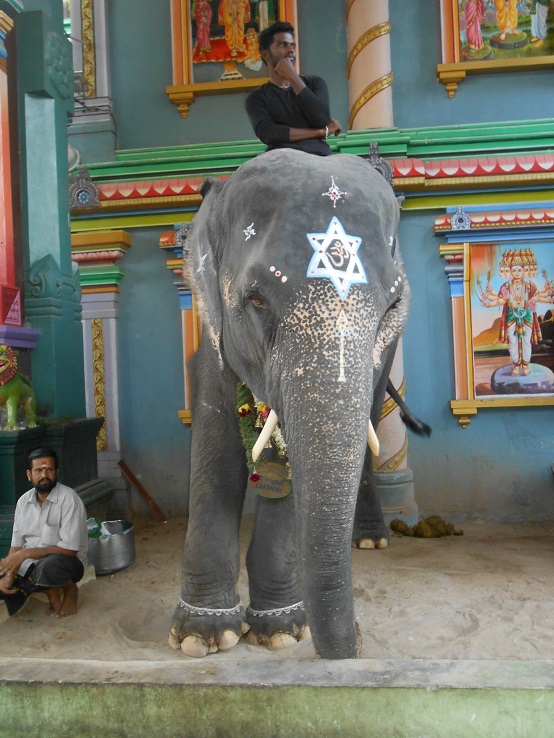 Inde éternelle : l'éléphant du temple