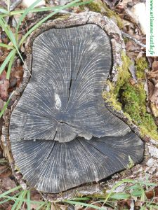 Land art sur le Causse de sorges et Savignac