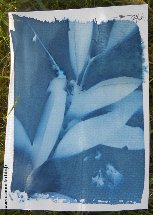 carte avec cyanotype 2