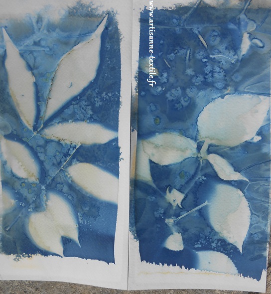 cyanotype mouillé 2