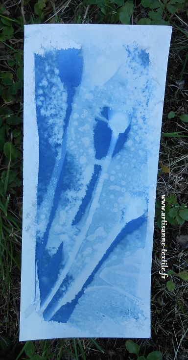 Cyanotype sur papier 2