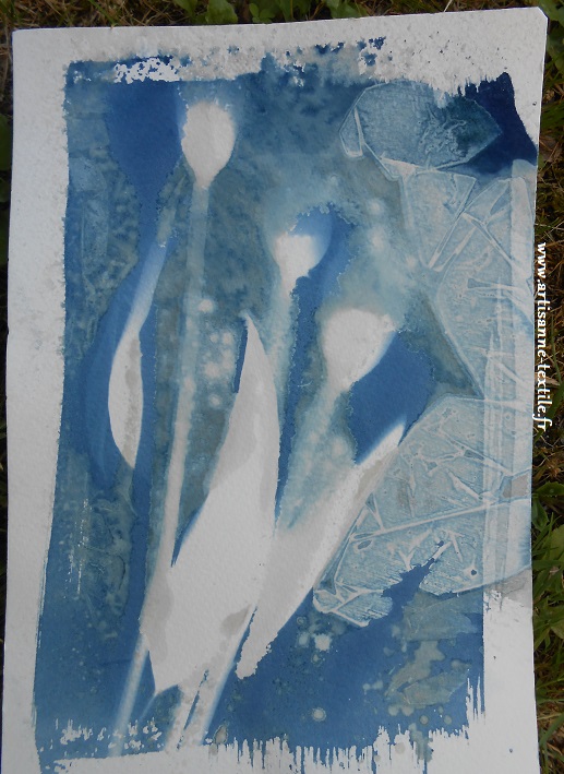 Cyanotype sur papier 3