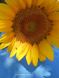 tournesol au plein de l'été