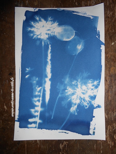 cyanotype sur Canson saison 2018, 2