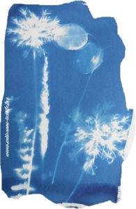 cyanotype sur Canson saison 2018, 1