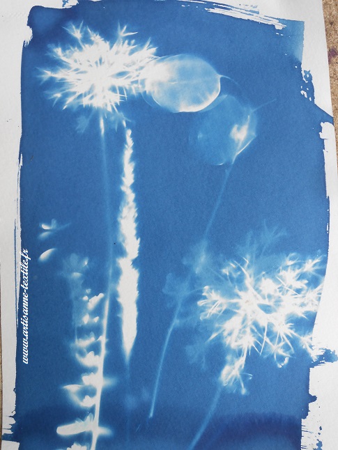 cyanotype sur Canson saison 2018, 3