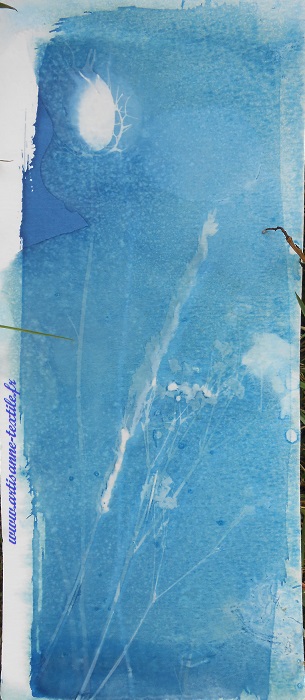 Cyanotype sur papier Canson