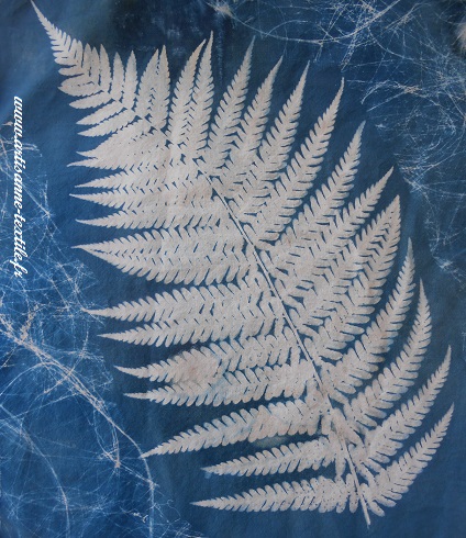 cyanotype sur tissu: la fougère du jardin