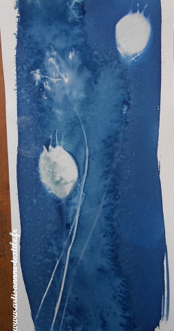 cyanotype sur Canson aquarelle: les nigelles