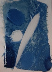 cyanotype sur Canson aquarelle: la feuille d'eucalyptus