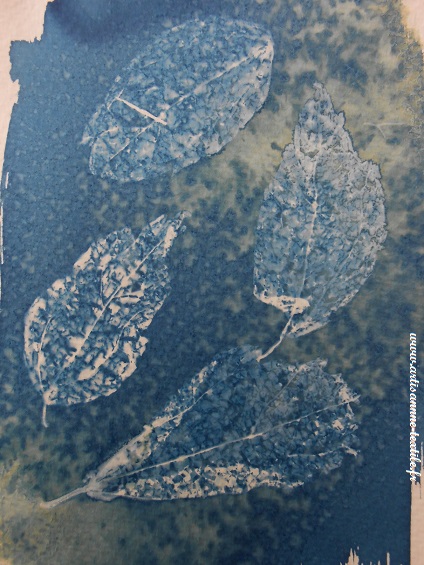 cyanotype sur Canson aquarelle: les feuilles