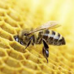 trouses: merci aux abeilles