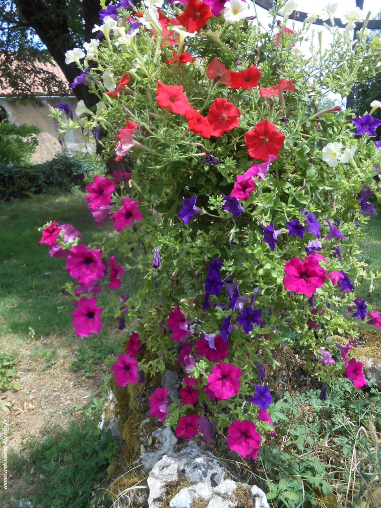 Dans mon jardin, mes fleurs