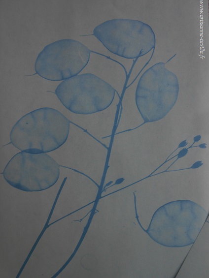 Cyanotypes sur papier « solaire »